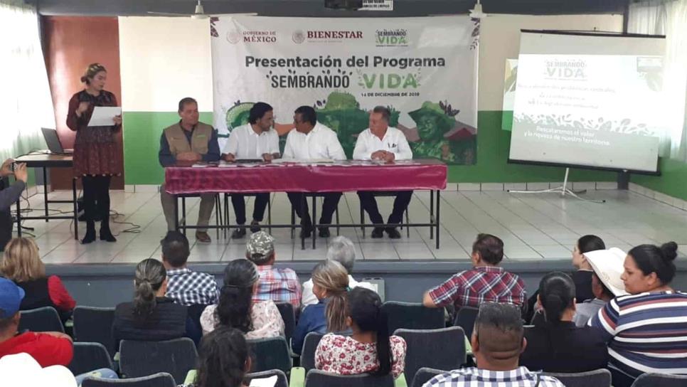 Inicia en Ahome el programa Sembrando vida