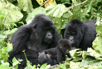 Crece población de gorilas en bosque protegido en África