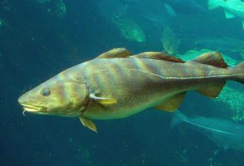 Cambio climático hizo migrar a bacalao al estrecho de Bering