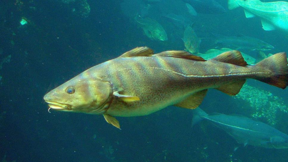 Cambio climático hizo migrar a bacalao al estrecho de Bering