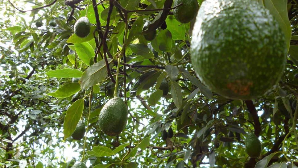 Plantación de aguacates desforesta a Michoacán