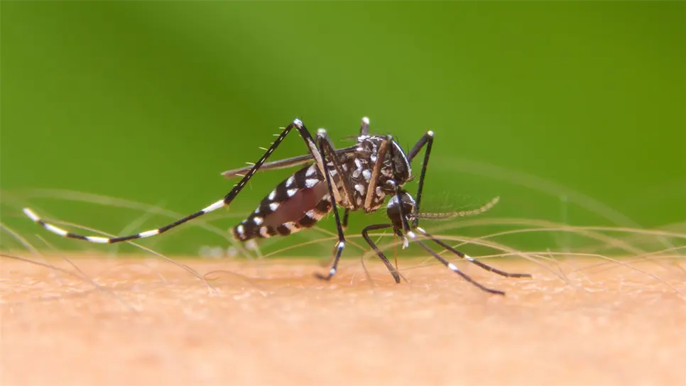 Dengue y tuberculosis, enfermedades que más se dispararon en 2019