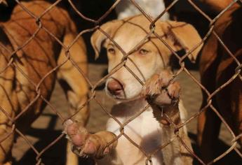 Tendrá Mazatlán un Centro de Bienestar Animal