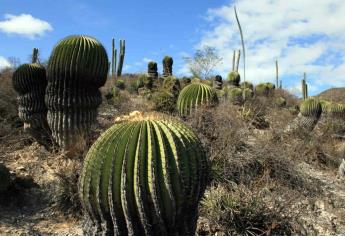 Sigue el tráfico ilegal de cactáceas en México