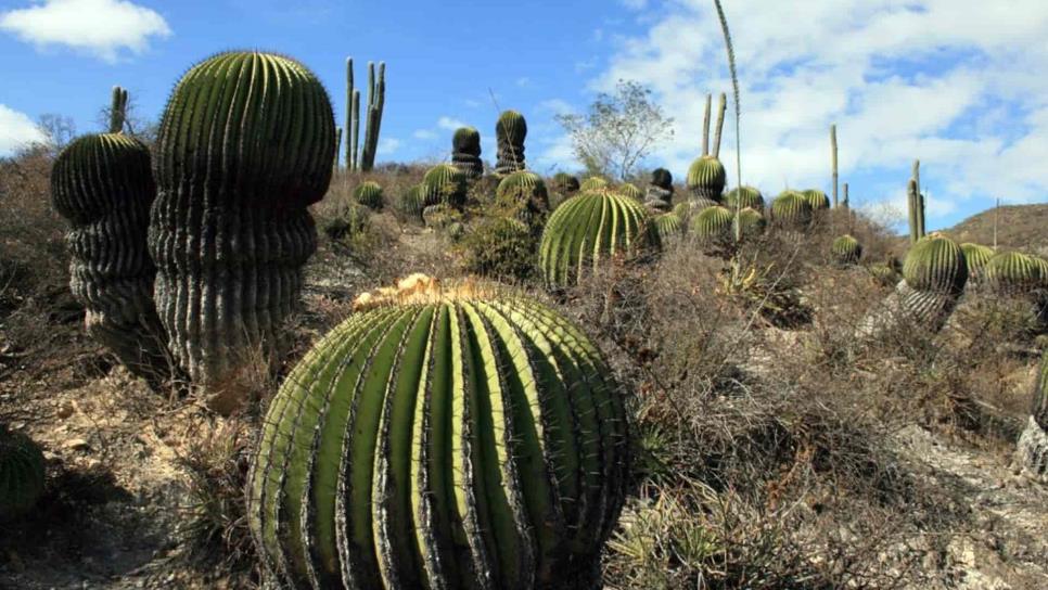 Sigue el tráfico ilegal de cactáceas en México