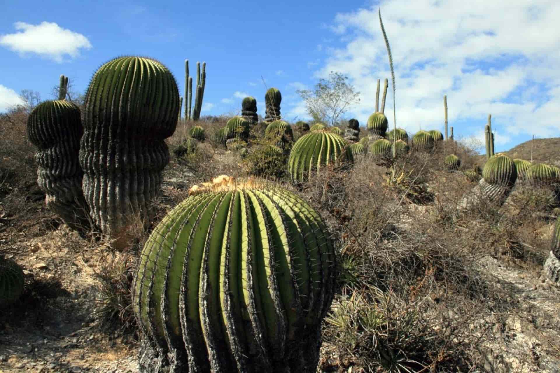 Sigue el tráfico ilegal de cactáceas en México