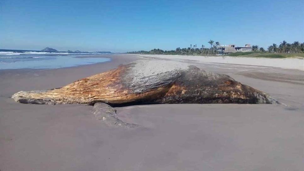 Localizan ballena muerta en la Isla de la Piedra