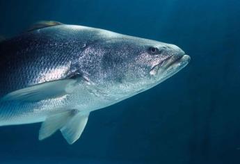 Planean comercializar totoaba criada en corrales