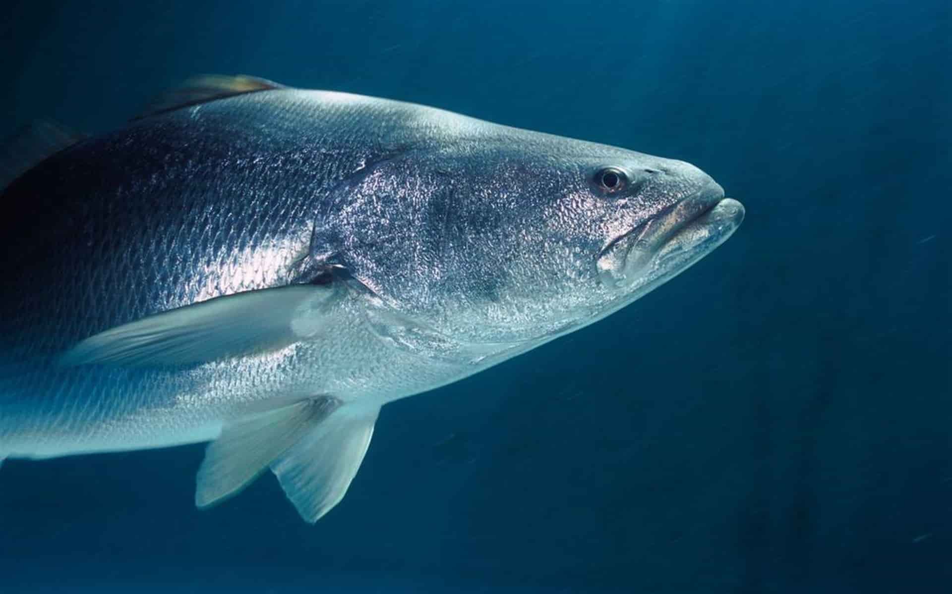Planean comercializar totoaba criada en corrales