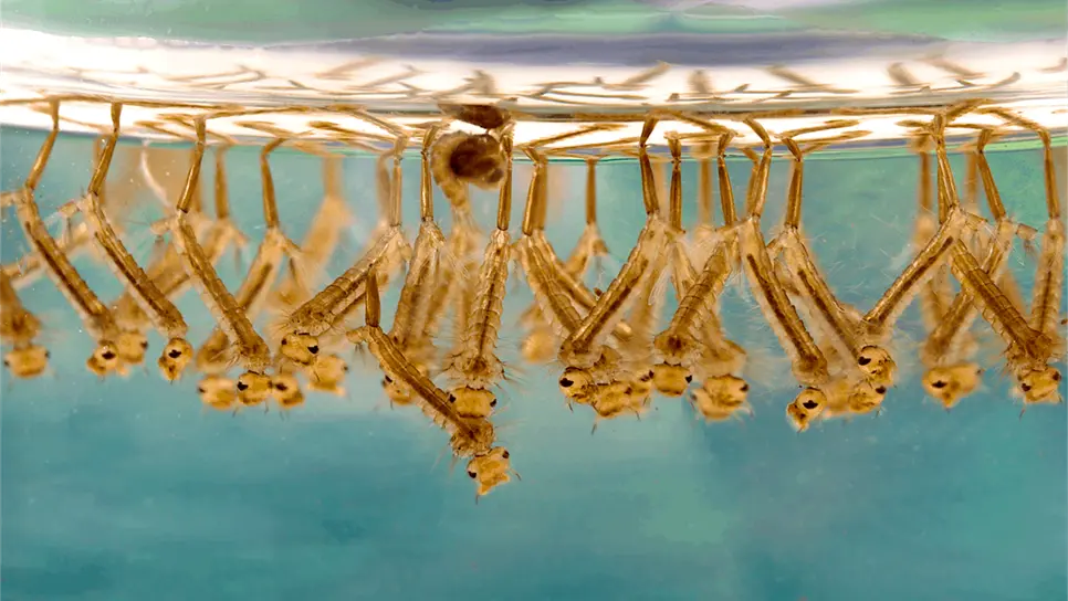 Mosquitos amenazan la salud mundial