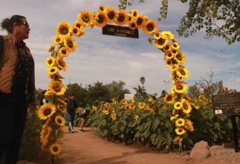 Invitan a conocer el corredor de girasoles de Guasave