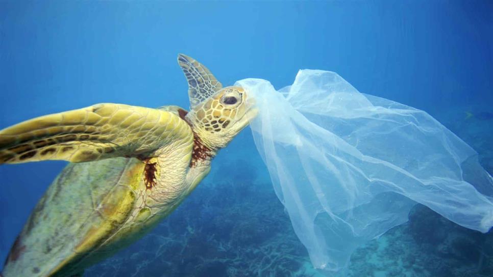 Hallan plásticos en 166 especies del Mediterráneo
