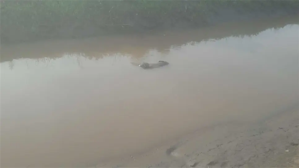 Hallan hombre sin vida flotando en canal de Navolato