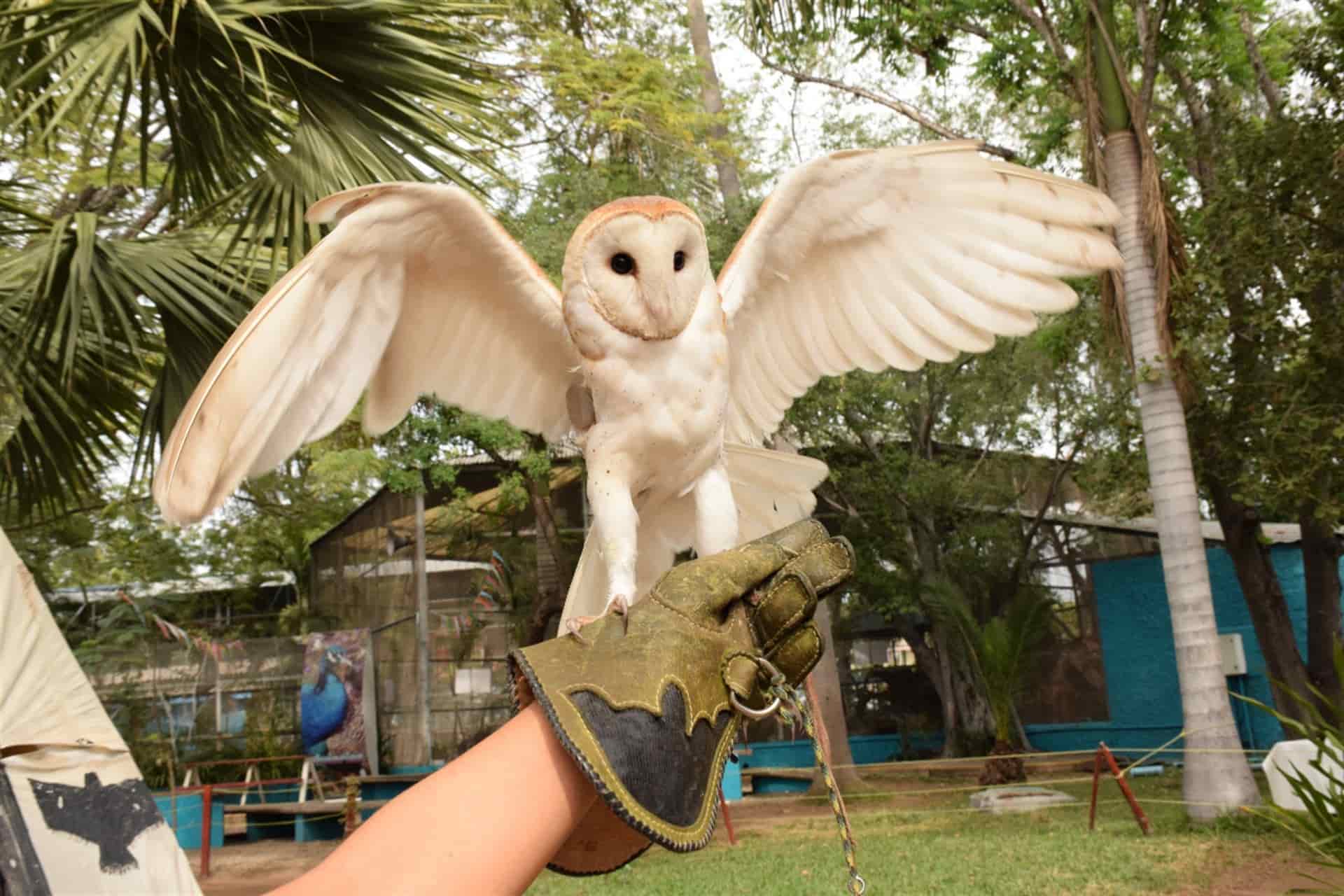 Conoce en Acuario Mazatlán a los depredadores y acaba con mitos