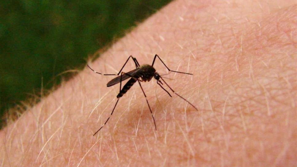 En dos meses detectan cinco casos de dengue en Mazatlán