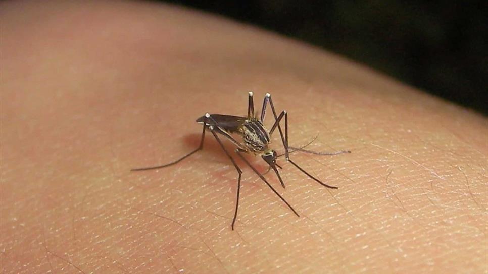 Diseñan mosquitos para detener transmisión de dengue
