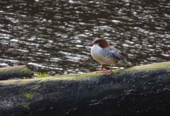 Ola de calor provoca la muerte de aves en el Pacífico Norte