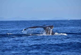 Observan a 52 ballenas grises en Pacífico Mexicano