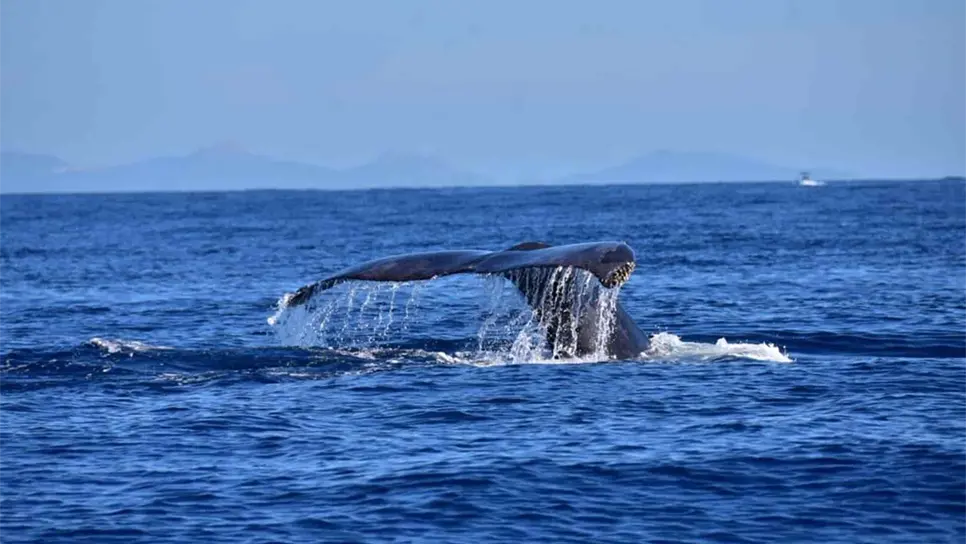 Observan a 52 ballenas grises en Pacífico Mexicano