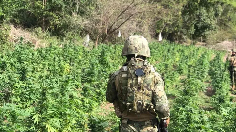 Localizan plantío de mariguana cerca de Presa Sanalona