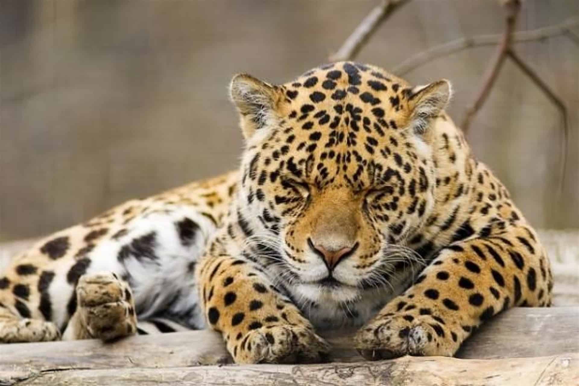 Amenaza al jaguar la construcción de infraestructura en su hábitat