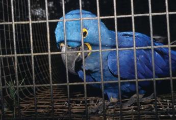 Detienen federales a hombre que viajaba en posesión de 107 aves