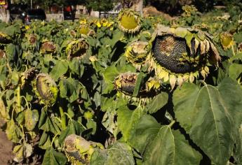 Con 25 mil visitantes concluye temporada de Los Girasoles en Guasave