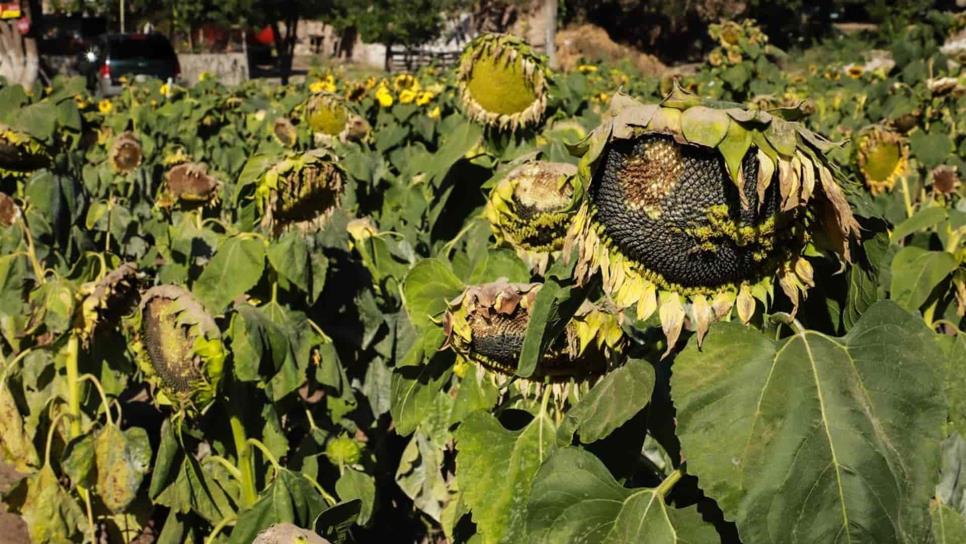 Con 25 mil visitantes concluye temporada de Los Girasoles en Guasave