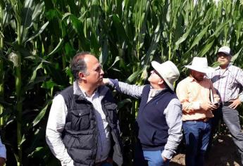 Avanza cultura de labranza mínima en agricultura sinaloense
