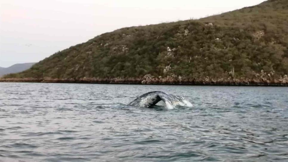 Causa emoción y alegría presencia de ballena en Topolobampo