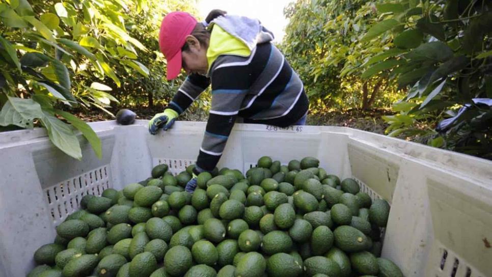 Declaran libre de plagas al aguacate de Michoacán y Morelos