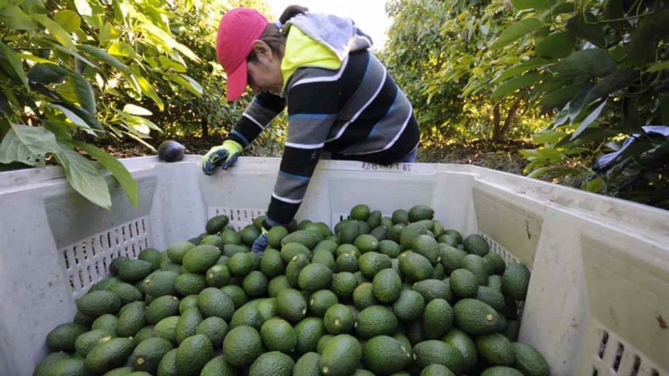 Garantizan que continuará exportación de aguacate pese a contingencia