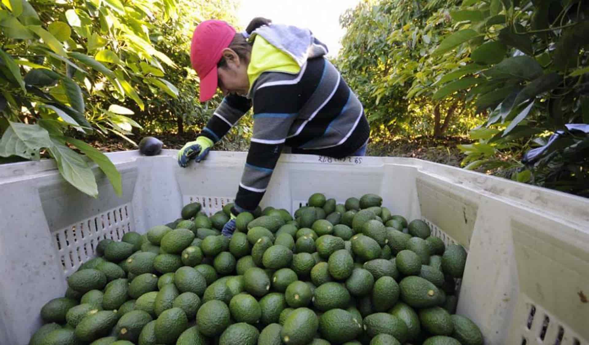 File:Municipios michoacanos productores de aguacate en 2004.svg - Wikimedia  Commons