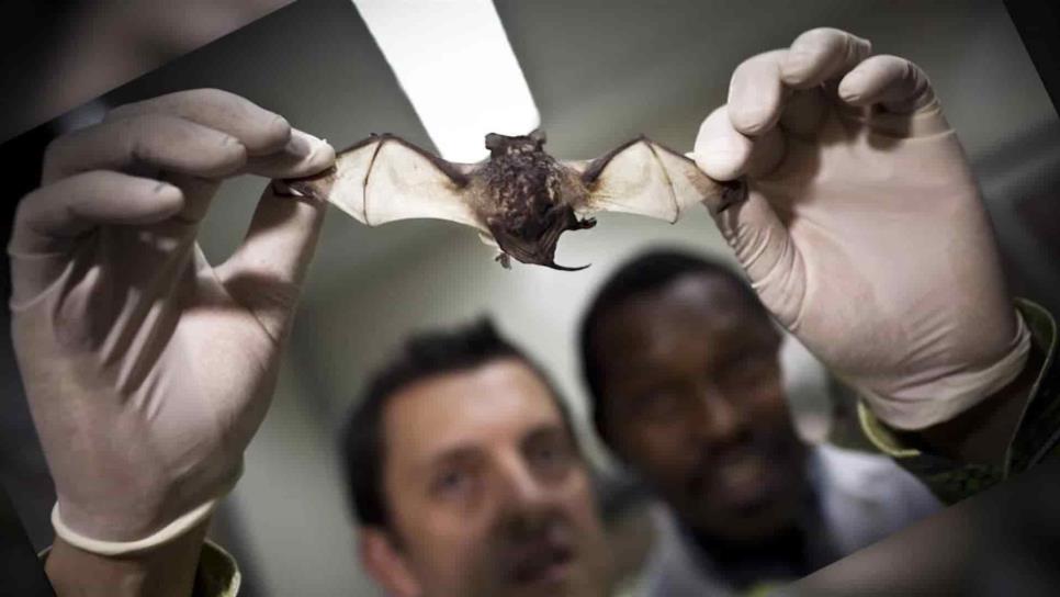 Murciélagos brindan mayores beneficios de los que se piensa: Serfor