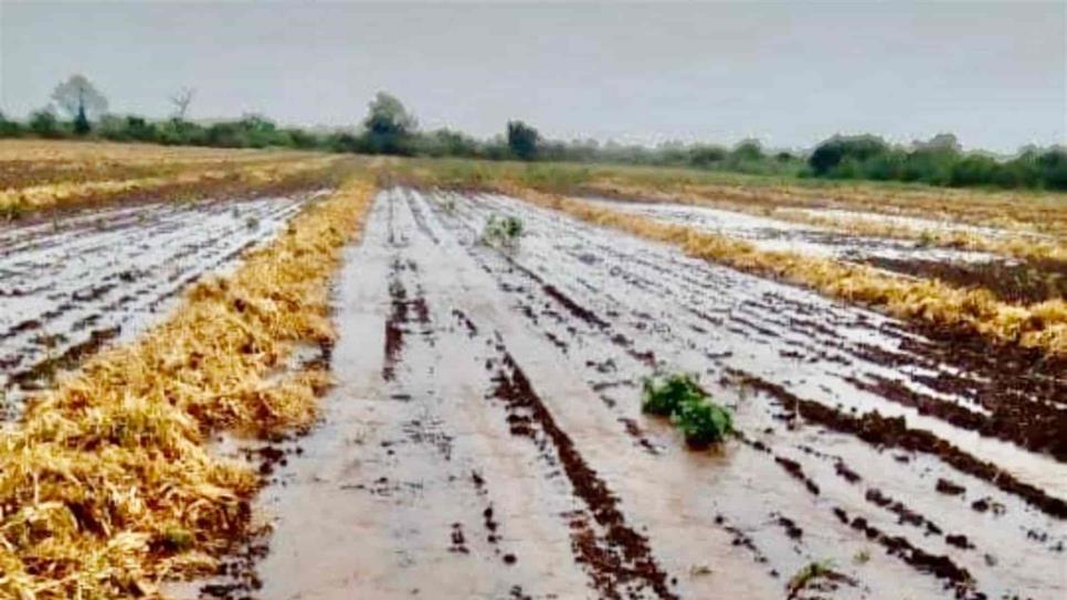 Crítica situación agrícola de Sinaloa por lluvias: SAyG