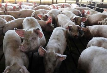 Reconocen capacidad de México para prevenir entrada de Peste Porcina