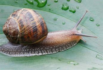 En 2019 declaran extintas a dos especies de animales