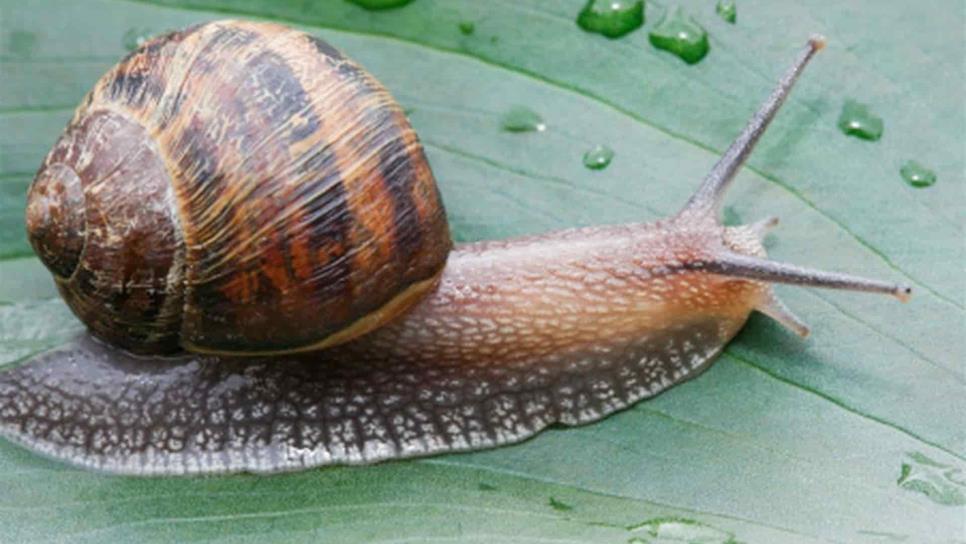 En 2019 declaran extintas a dos especies de animales En 2019 declaran extintas a dos especies de animales