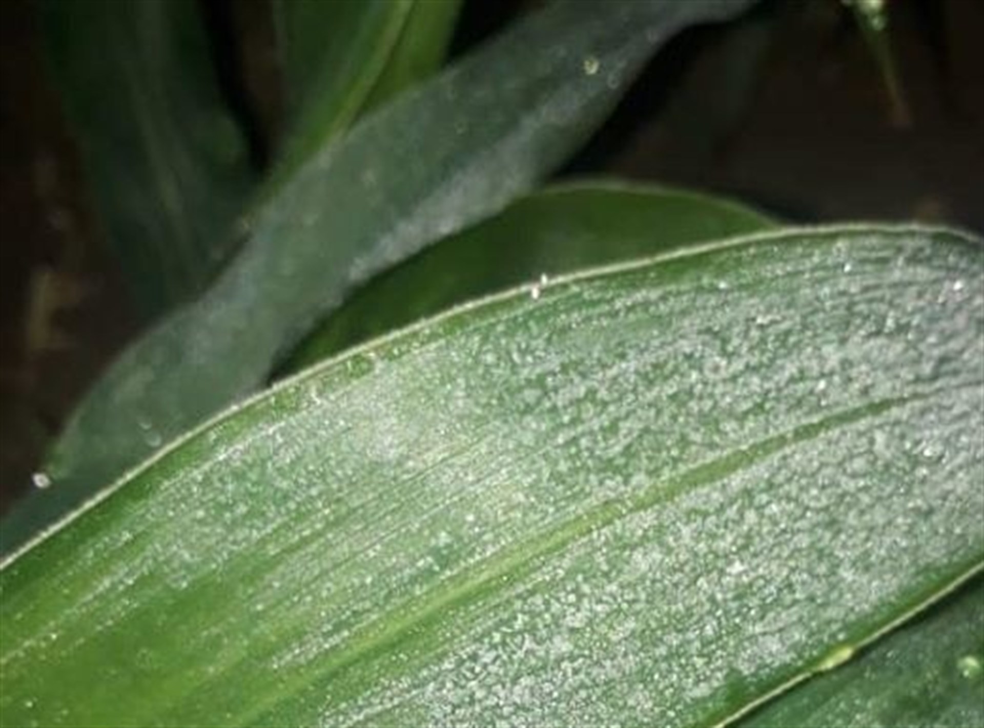 FOTO: Archivo Luz Noticias.