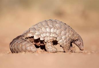 ¿Qué es el pangolín?, posible huésped del coronavirus