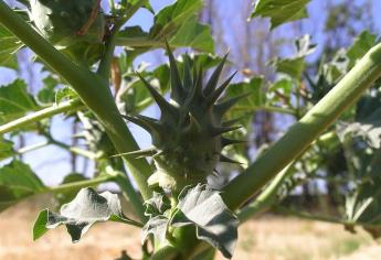 Uso medicinal del toloache, toda una tradición en México