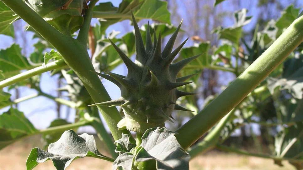 Uso medicinal del toloache, toda una tradición en México