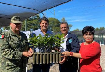 Entrega Sedesu 5 mil apomos para reforestar la sierra de Sinaloa