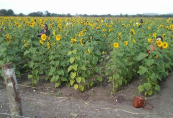 En abril se podrá visitar la segunda plantación de girasoles en Mocorito