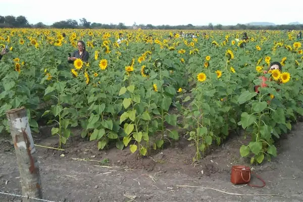 En abril se podrá visitar la segunda plantación de girasoles en Mocorito En abril se podrá visitar la segunda plantación de girasoles en Mocorito