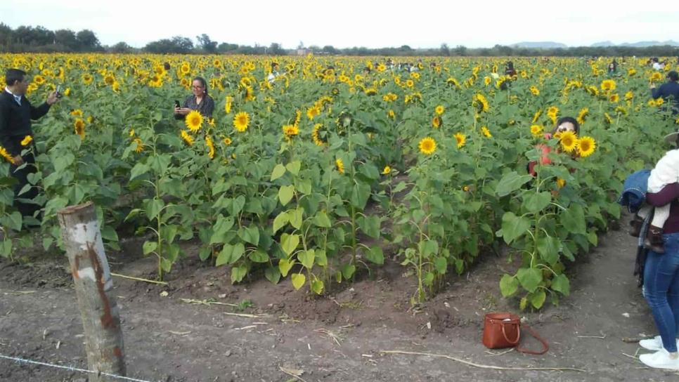 En abril se podrá visitar la segunda plantación de girasoles en Mocorito