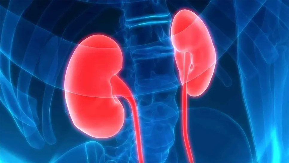 Riñones con hepatitis C reducirían tiempos de espera en transplantes