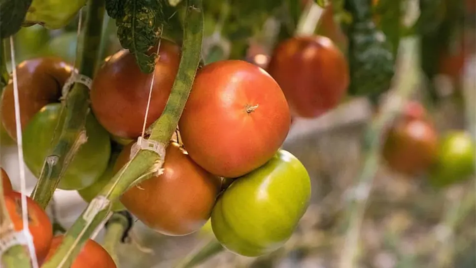 FOTO: Cortesía USDA.