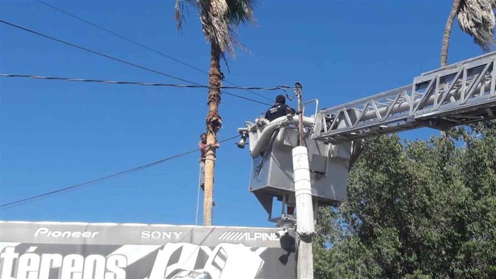 Queda colgado al golpearse mientras podaba una palmera