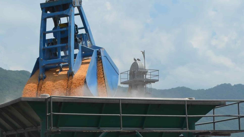 Segalmex ha pagado el 35.6% del maíz contratado en Sinaloa